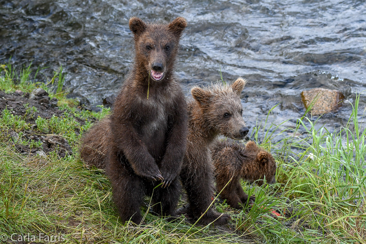 Grazer's (128) cubs