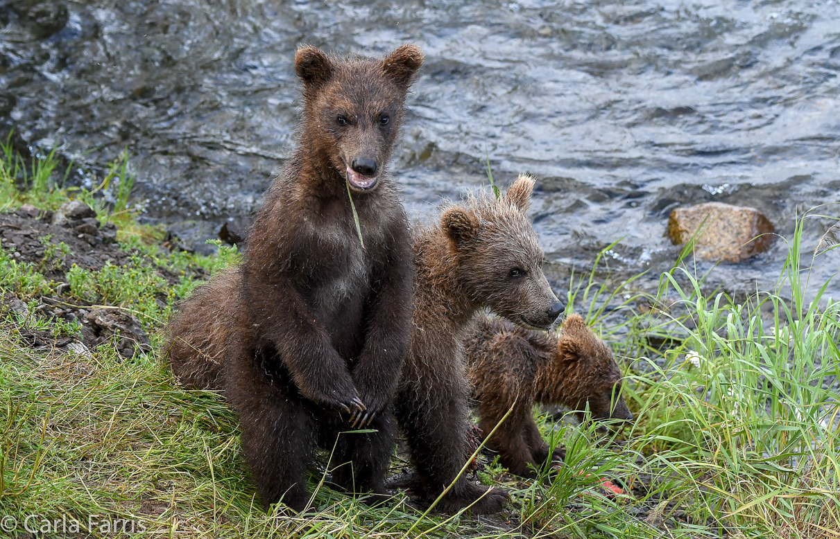 Grazer's (128) cubs