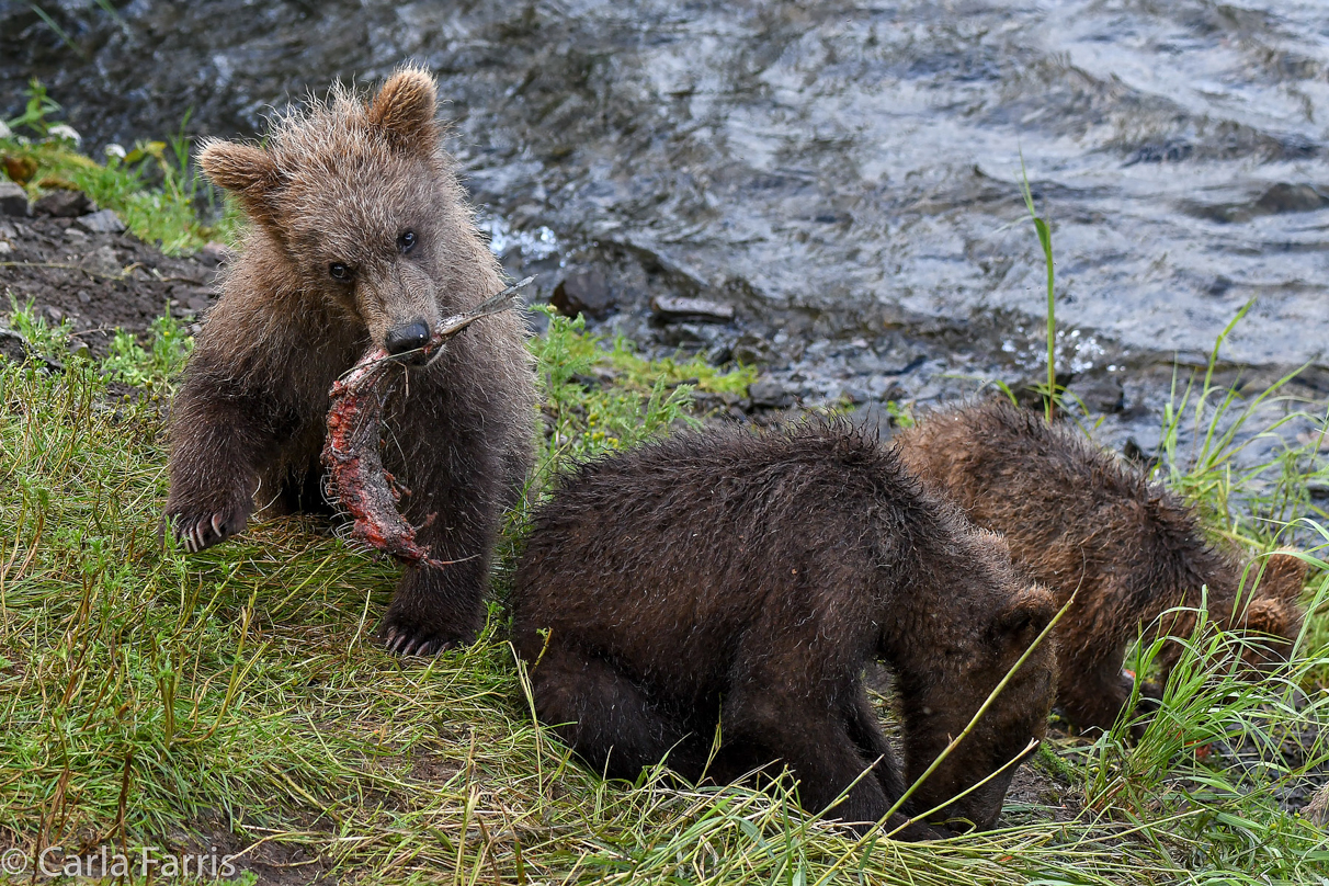 Grazer's (128) cubs