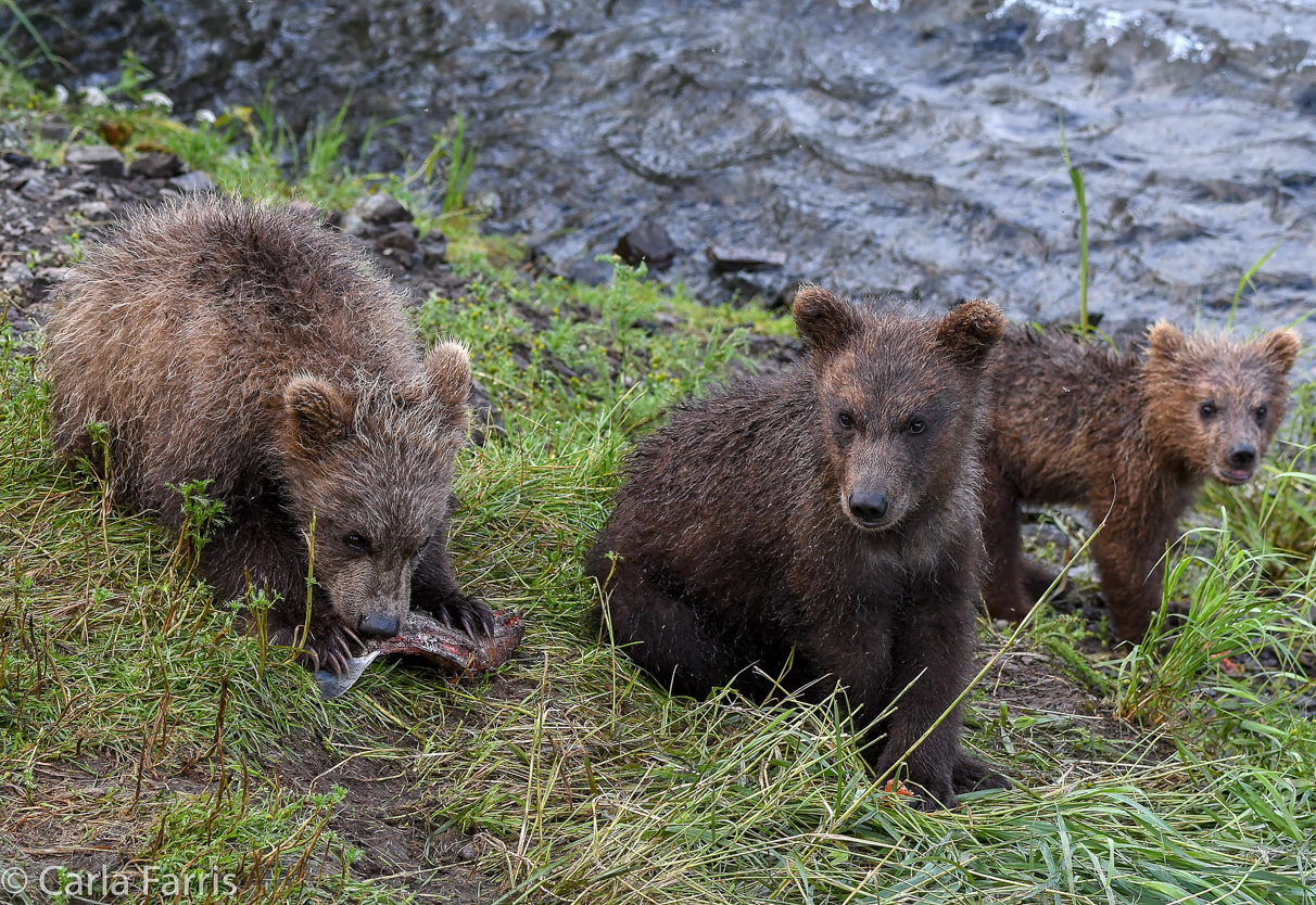 Grazer's (128) cubs