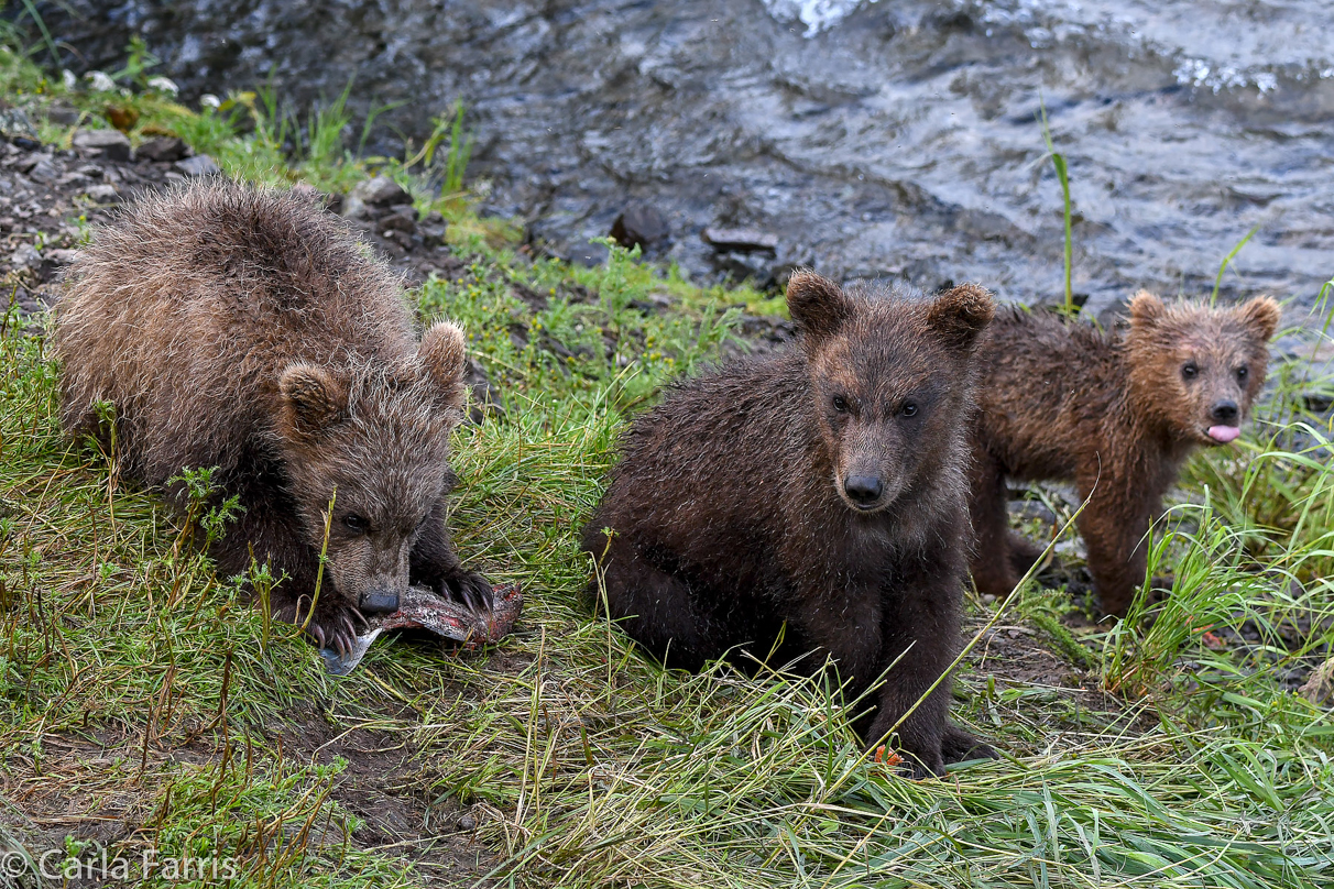 Grazer's (128) cubs