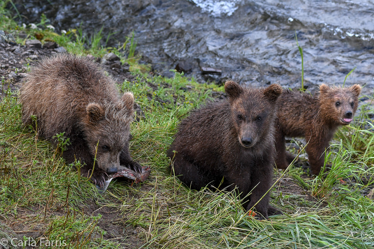 Grazer's (128) cubs