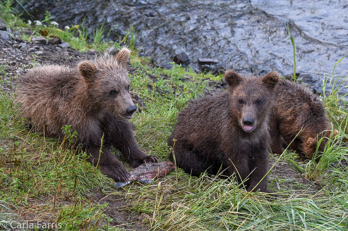 Grazer's (128) cubs