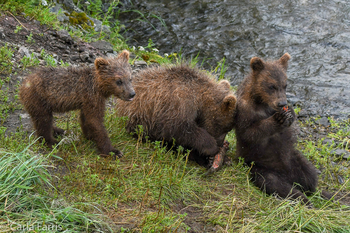 Grazer's (128) cubs