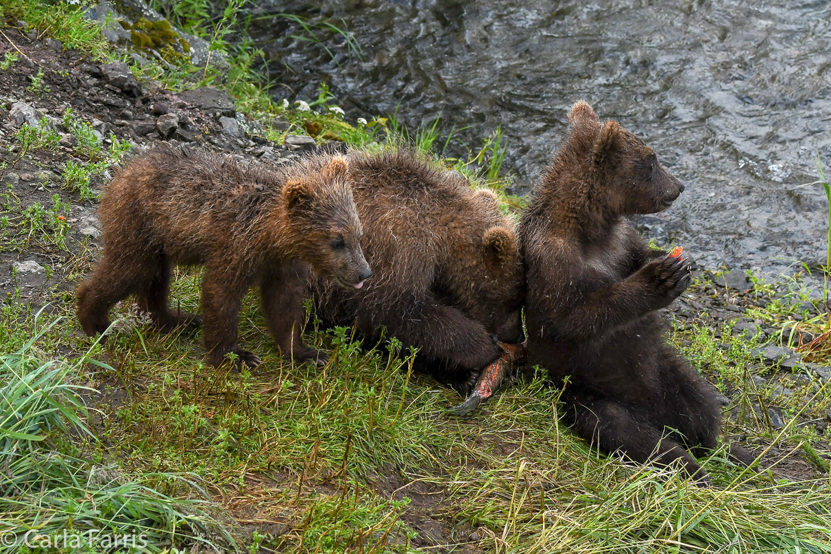 Grazer's (128) cubs