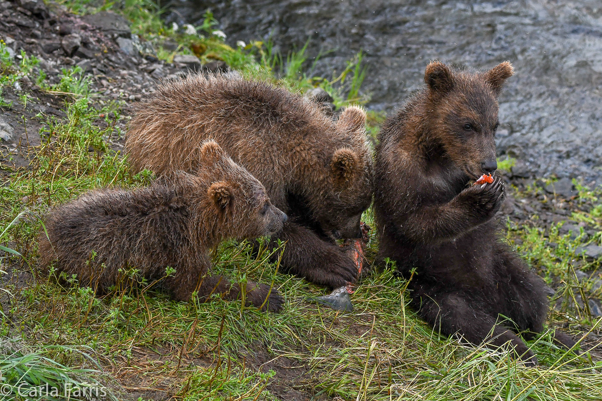 Grazer's (128) cubs