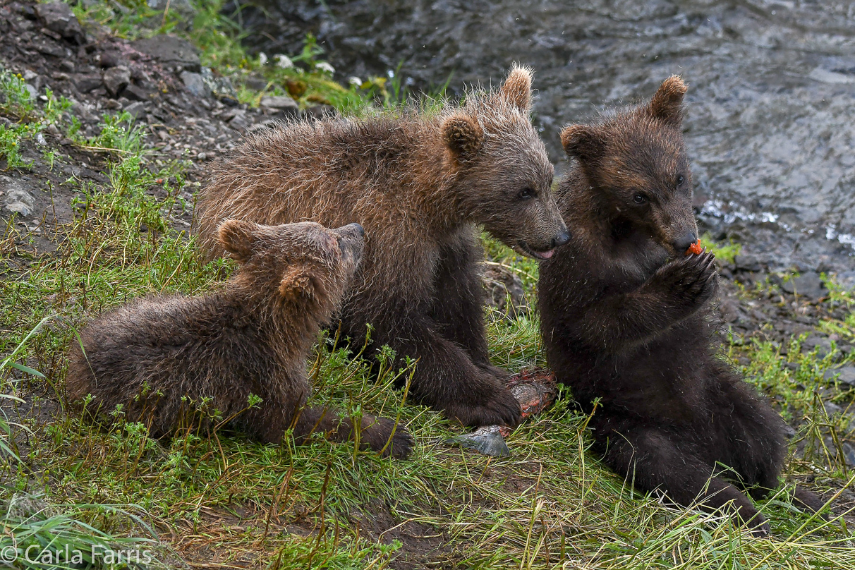 Grazer's (128) cubs