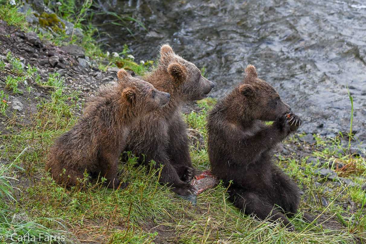 Grazer's (128) cubs