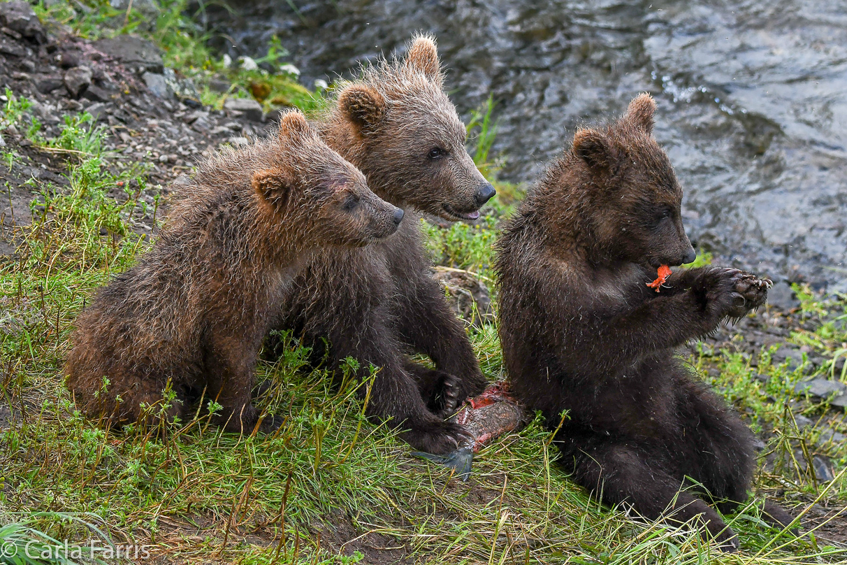 Grazer's (128) cubs