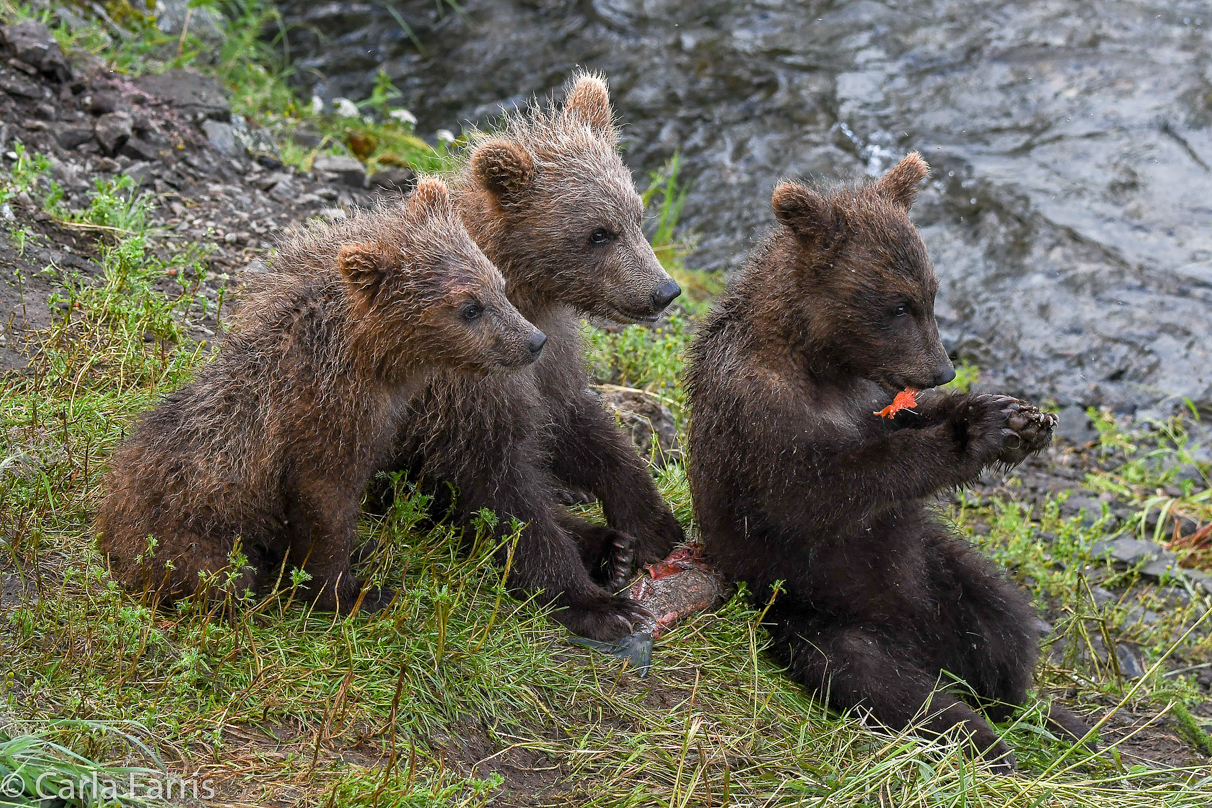 Grazer's (128) cubs