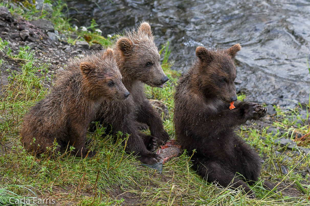 Grazer's (128) cubs