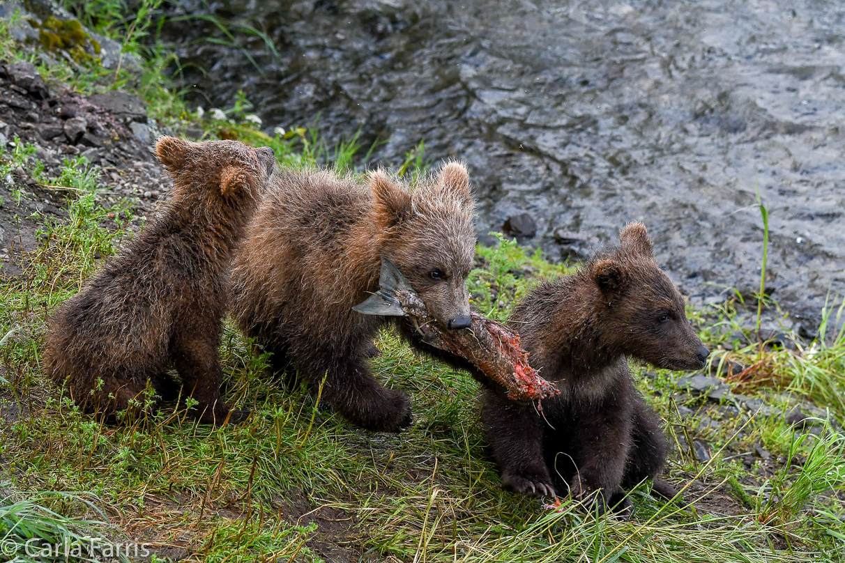 Grazer's (128) cubs