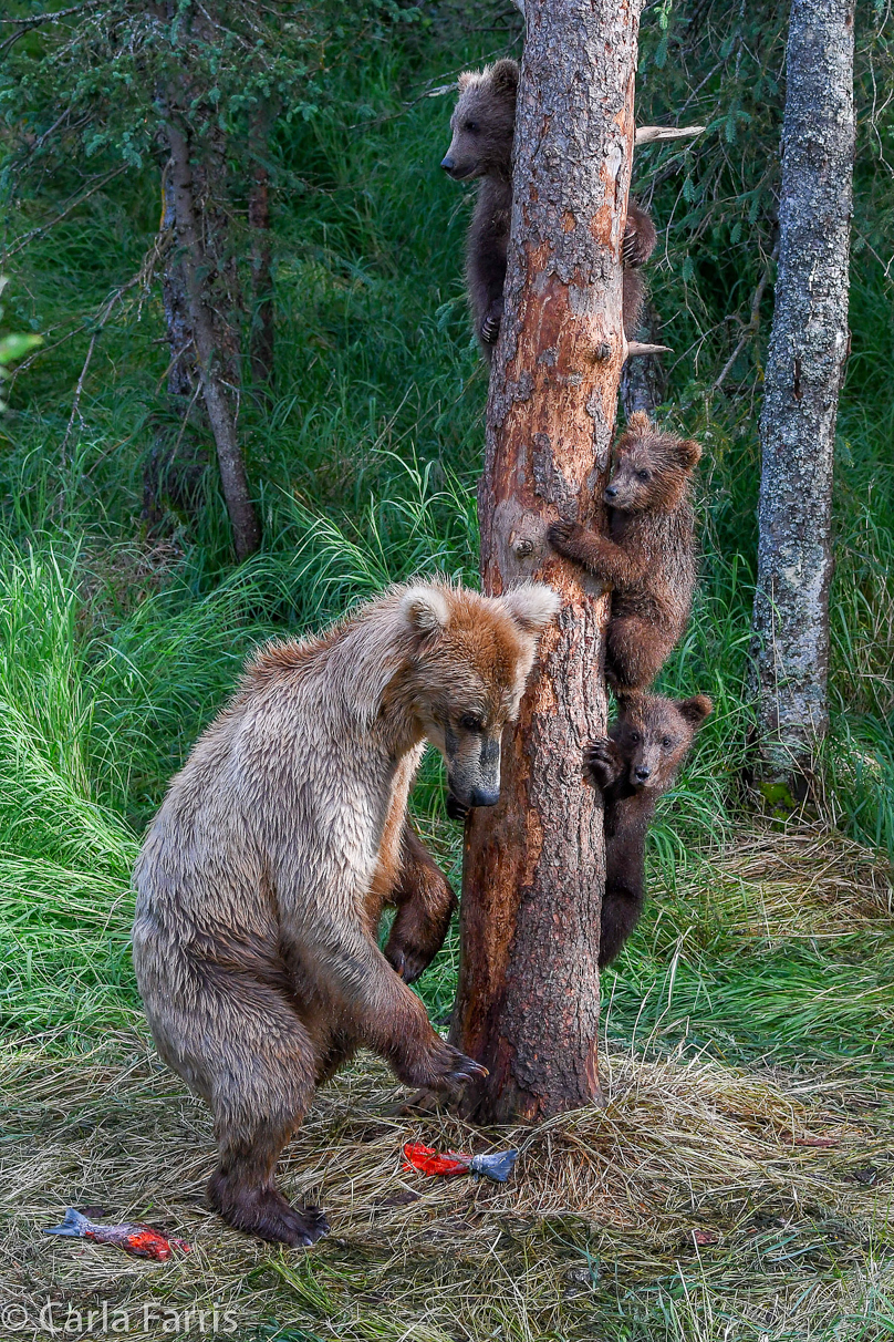 Grazer (128) & cubs