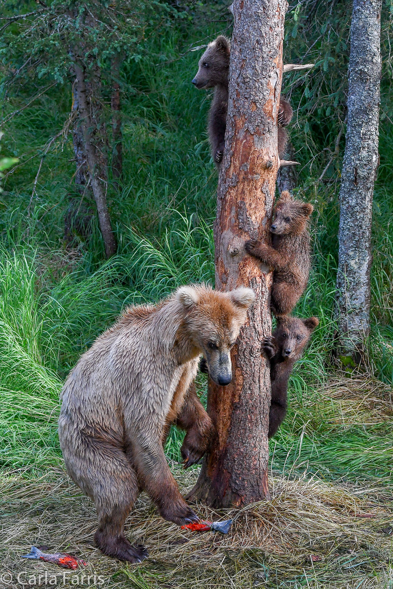 Grazer (128) & cubs