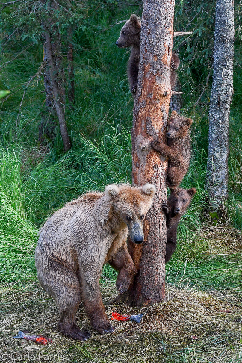 Grazer (128) & cubs