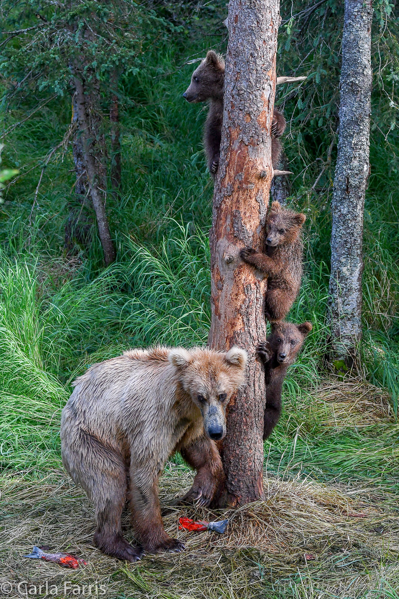 Grazer (128) & cubs