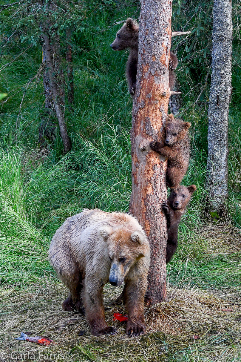 Grazer (128) & cubs