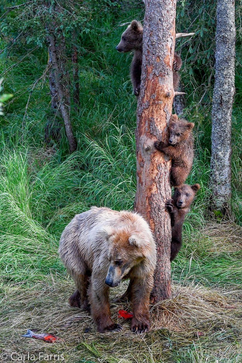 Grazer (128) & cubs