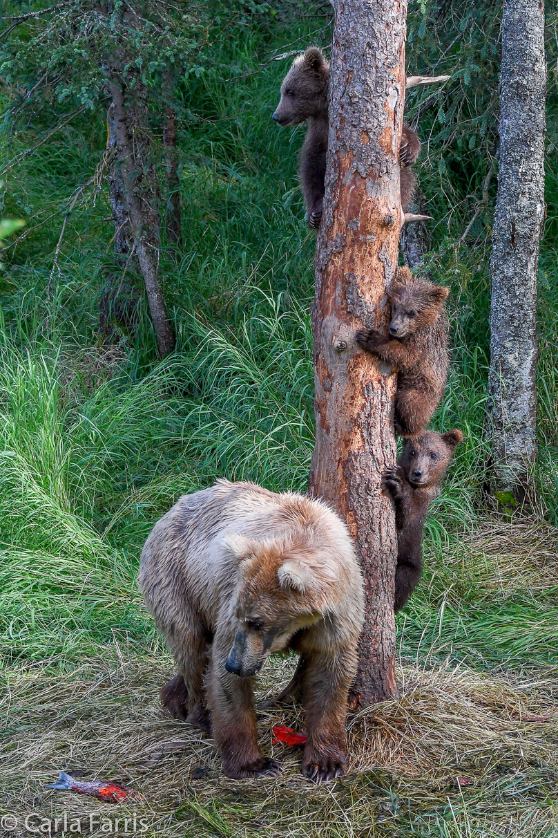 Grazer (128) & cubs