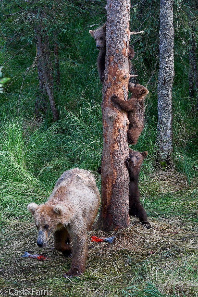 Grazer (128) & cubs