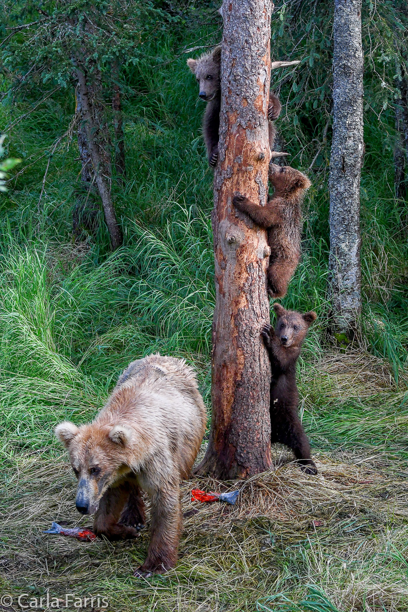 Grazer (128) & cubs