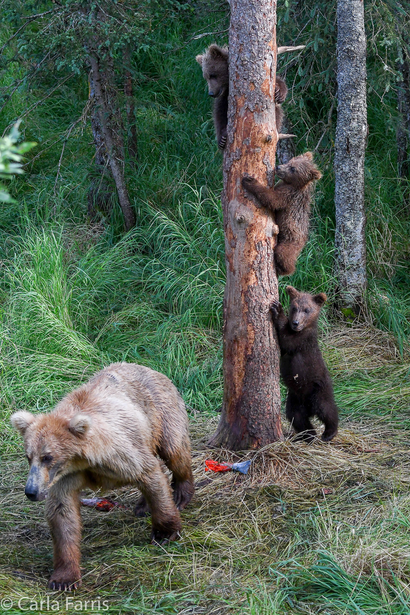 Grazer (128) & cubs