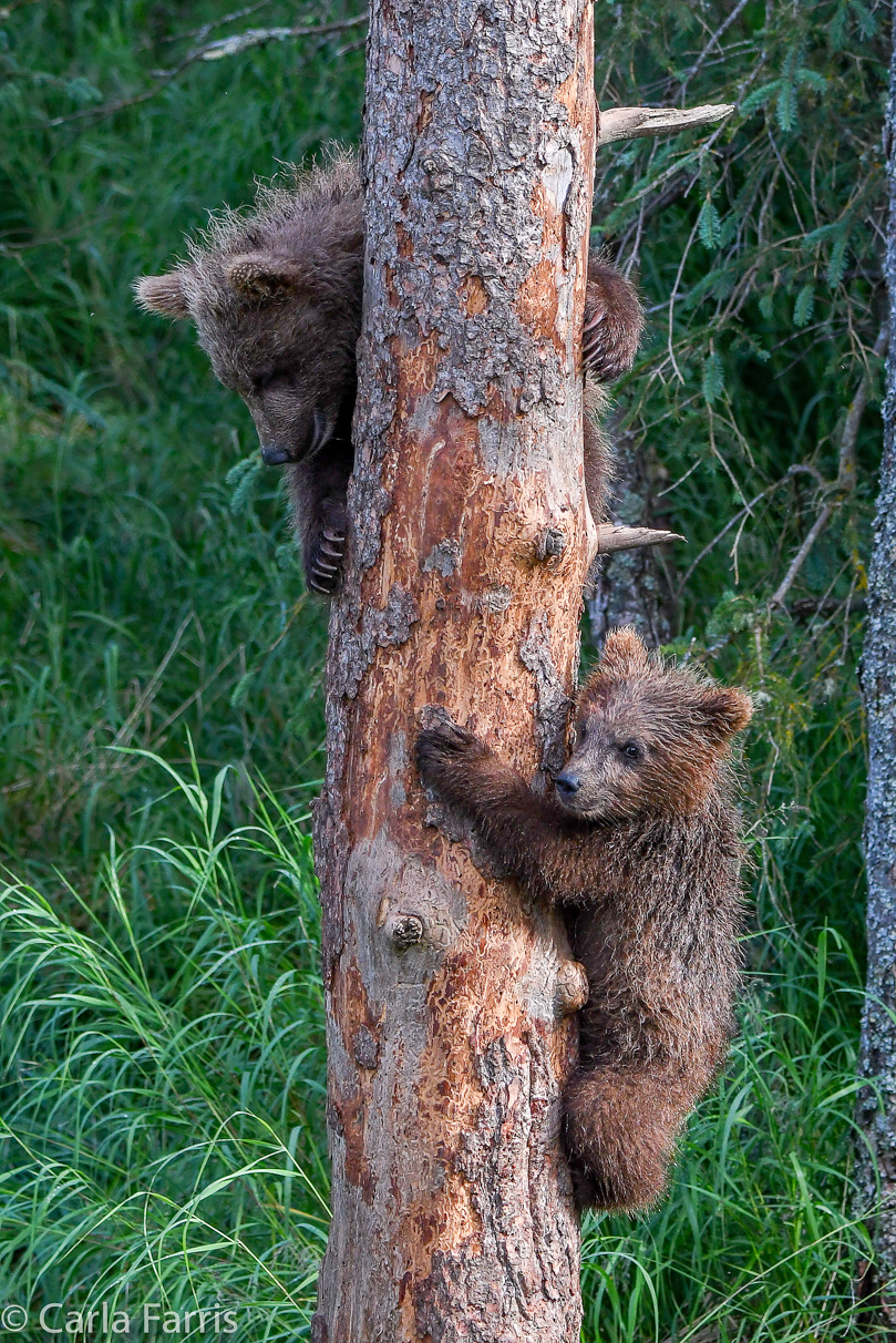 Grazer's cubs