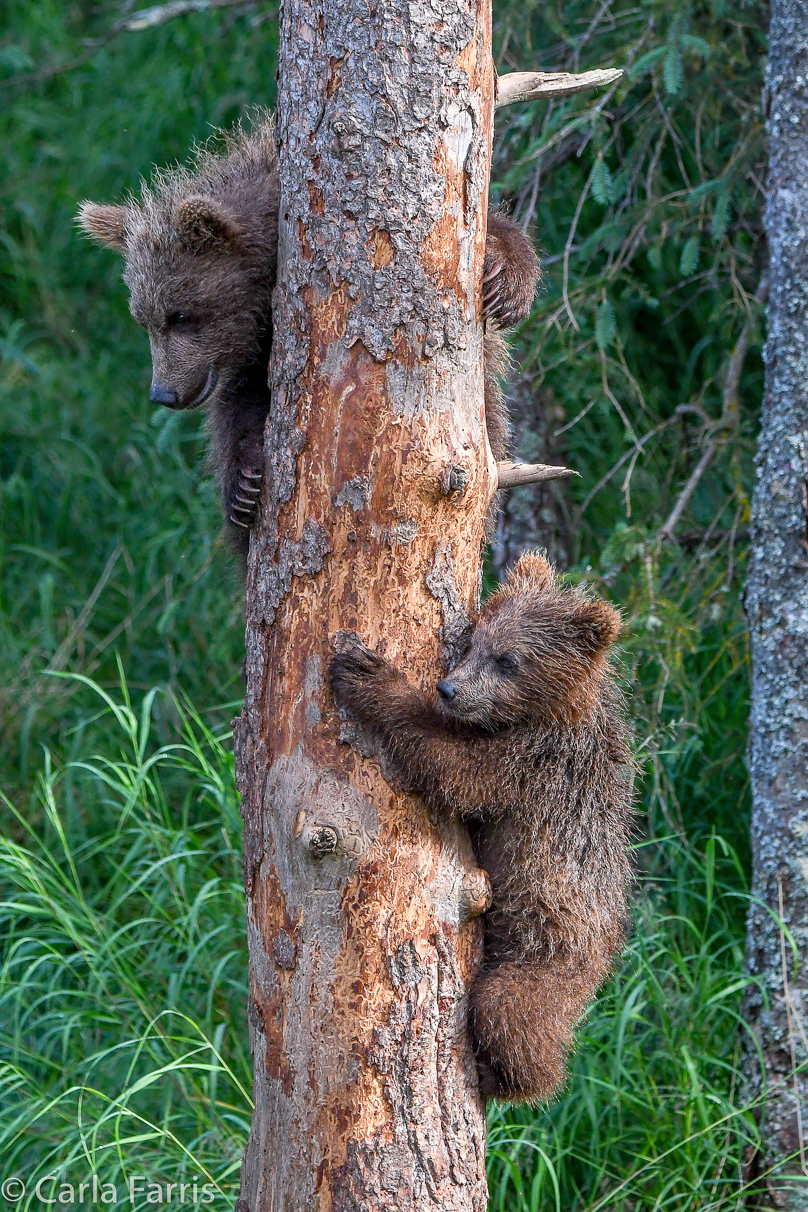 Grazer's cubs