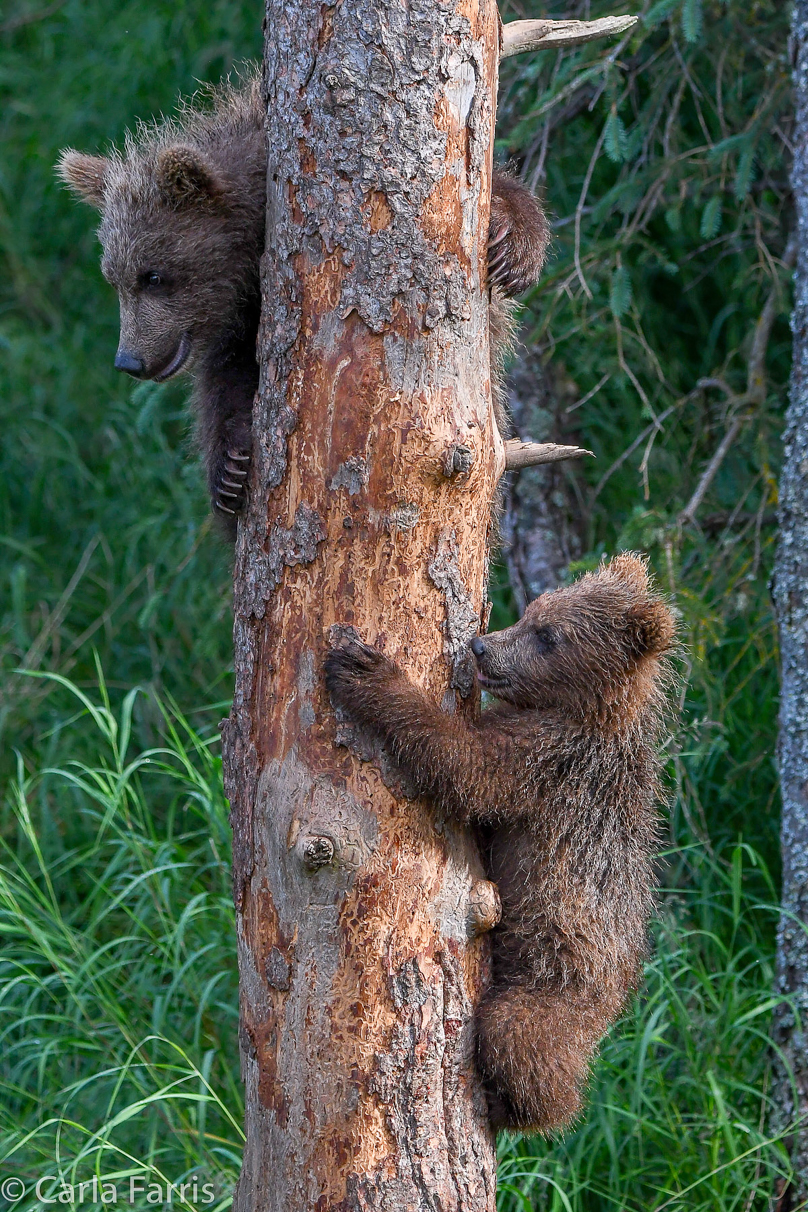 Grazer's cubs