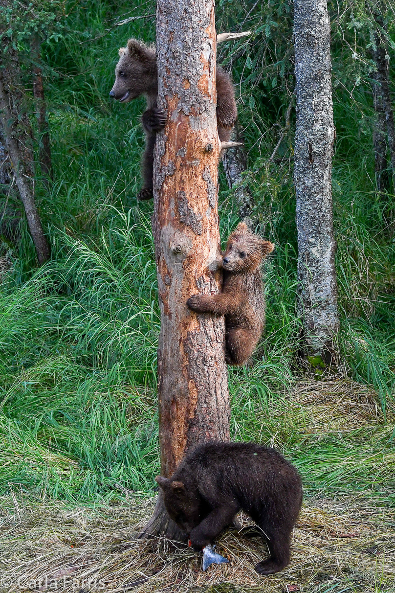 Grazer's cubs