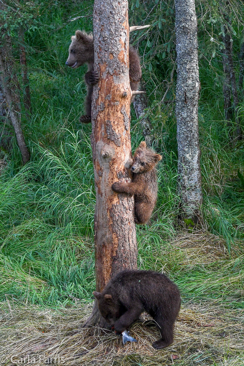 Grazer's cubs