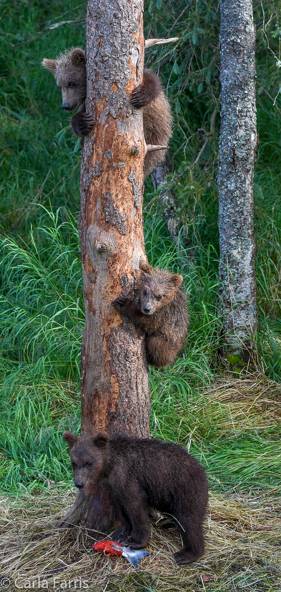 Grazer's cubs