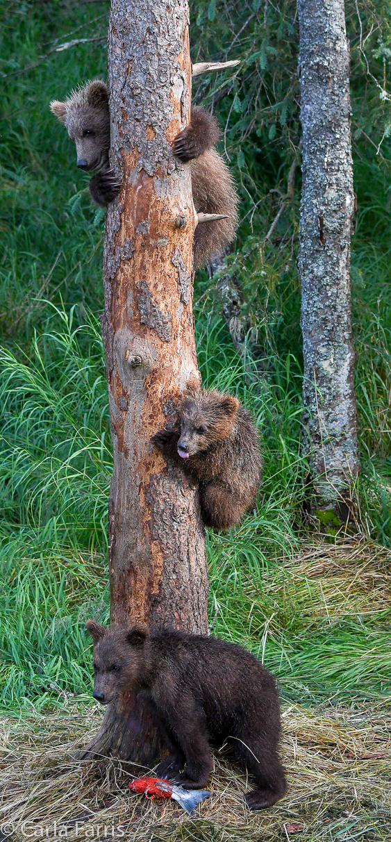 Grazer's cubs