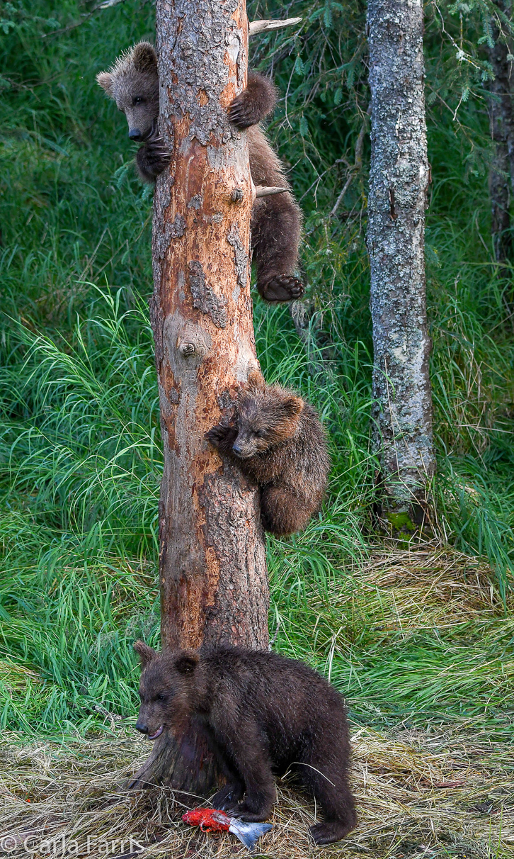 Grazer's cubs