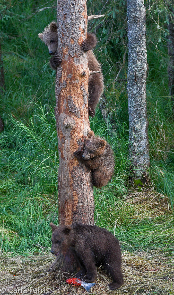 Grazer's cubs