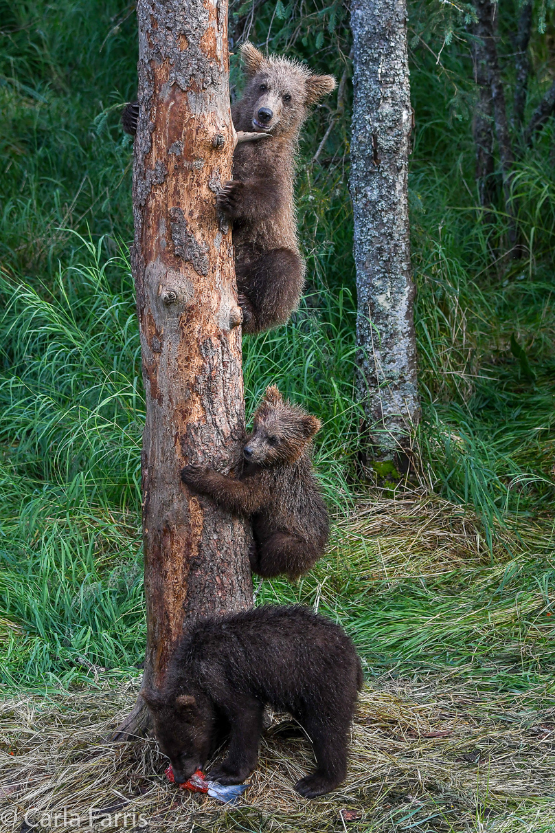 Grazer's cubs