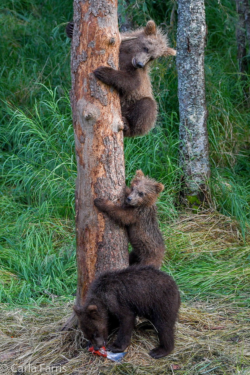 Grazer's cubs