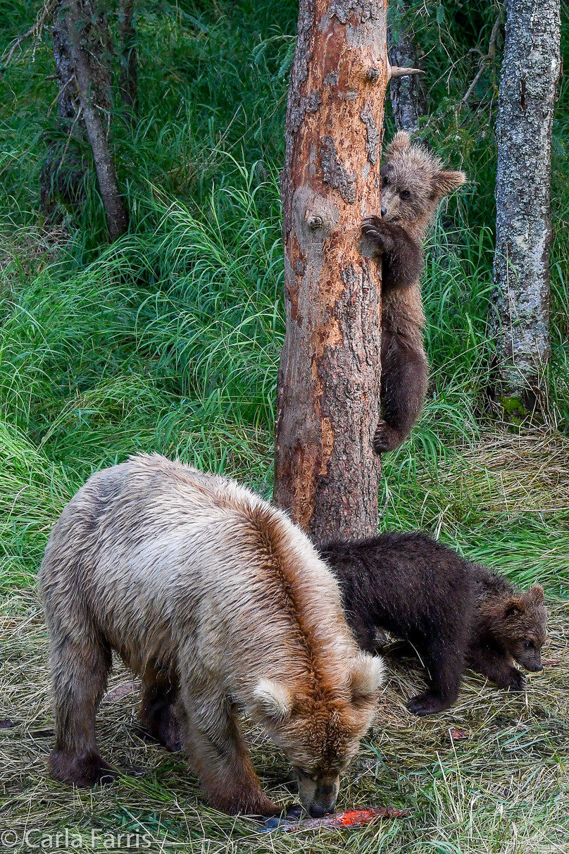 Grazer (128) & cubs