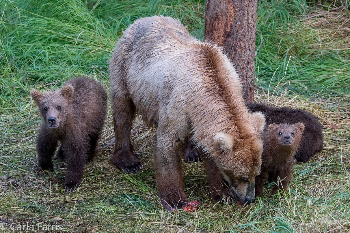 Grazer (128) & cubs