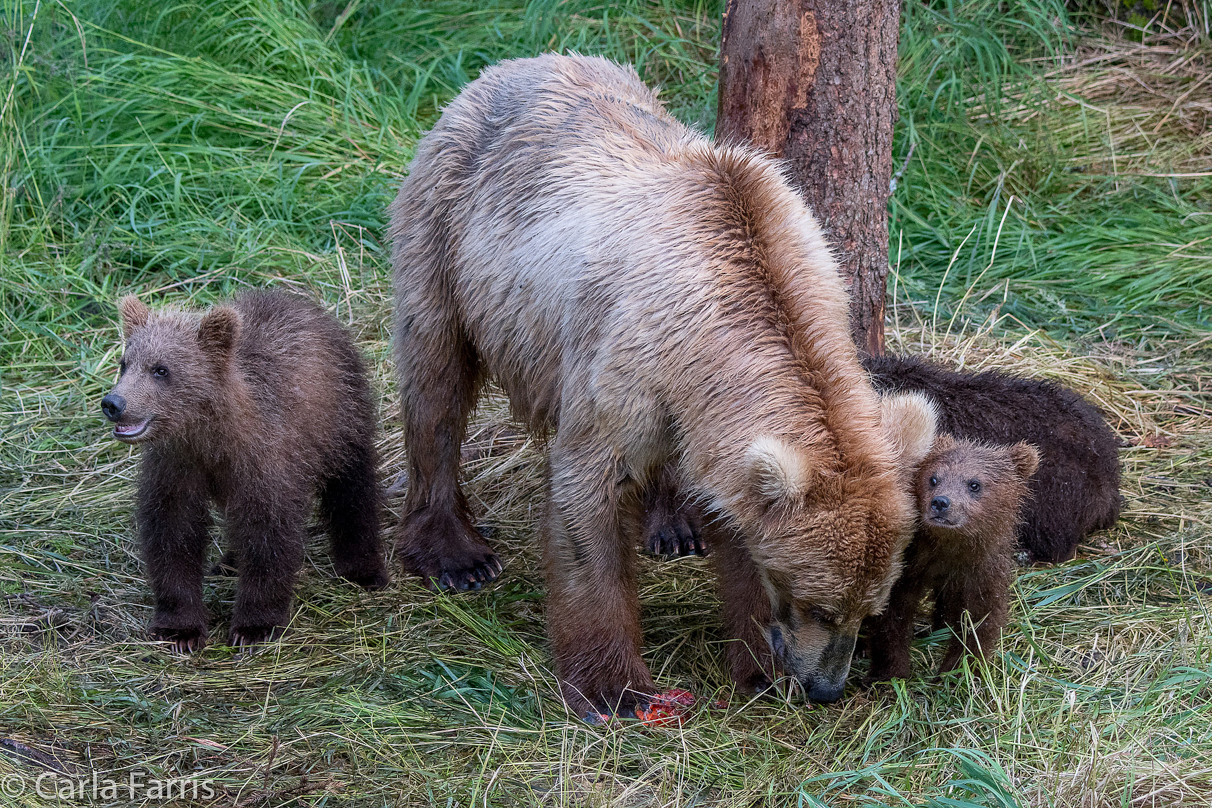 Grazer (128) & cubs