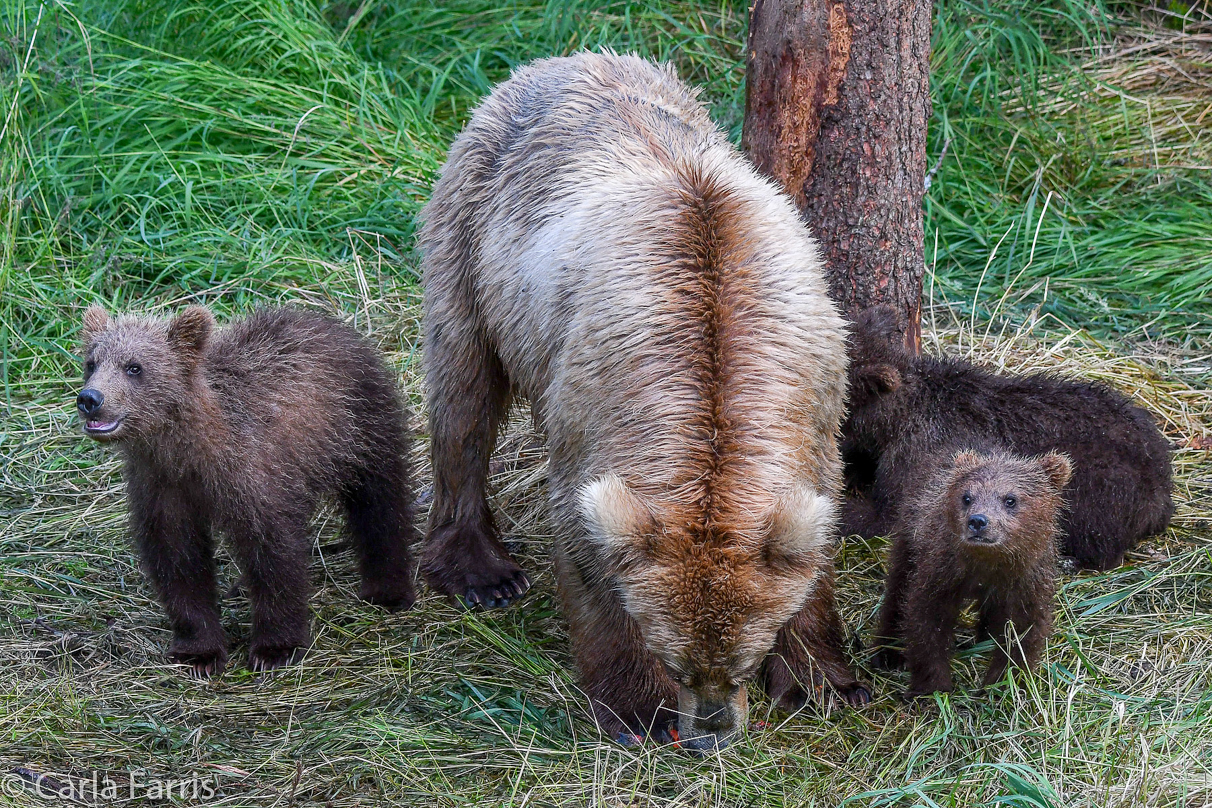 Grazer (128) & cubs