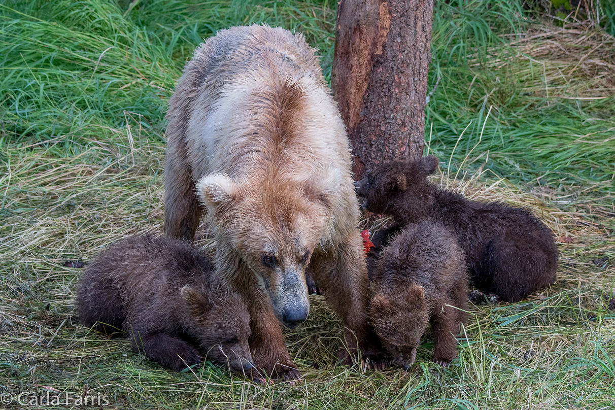 Grazer (128) & cubs