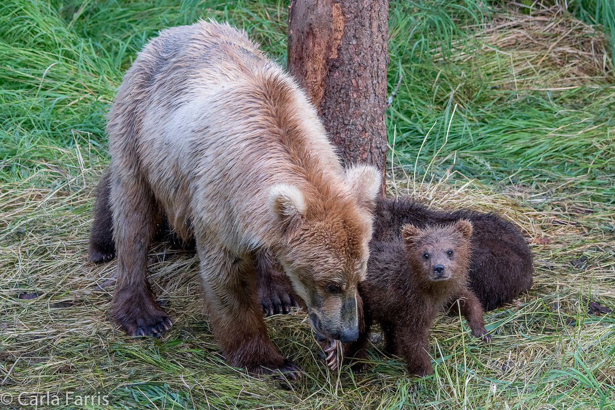 Grazer (128) & cubs