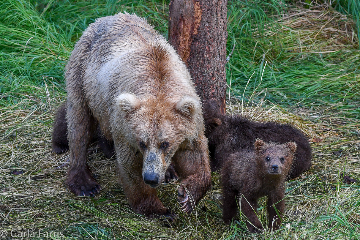 Grazer (128) & cubs