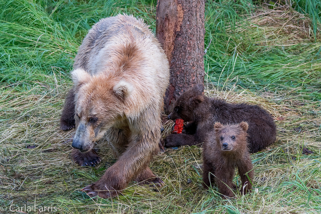 Grazer (128) & cubs