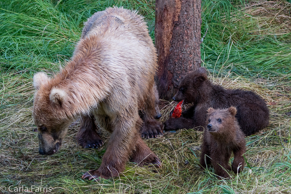 Grazer (128) & cubs