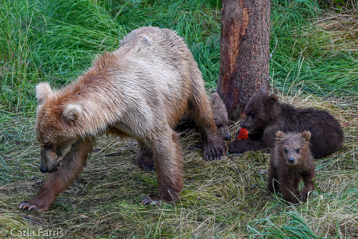 Grazer (128) & cubs