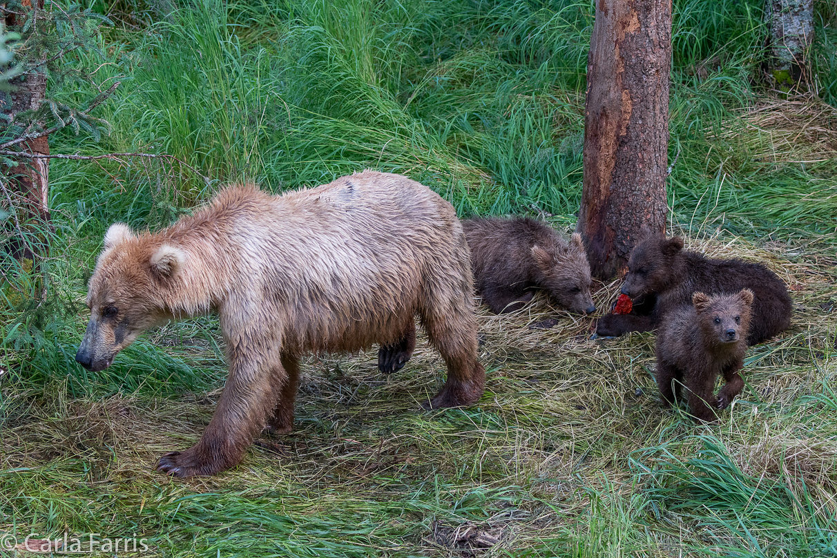 Grazer (128) & cubs