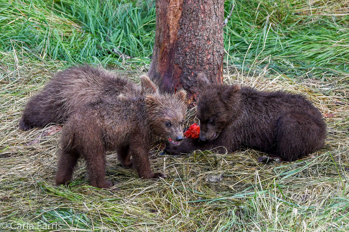 Grazer's (128) cubs