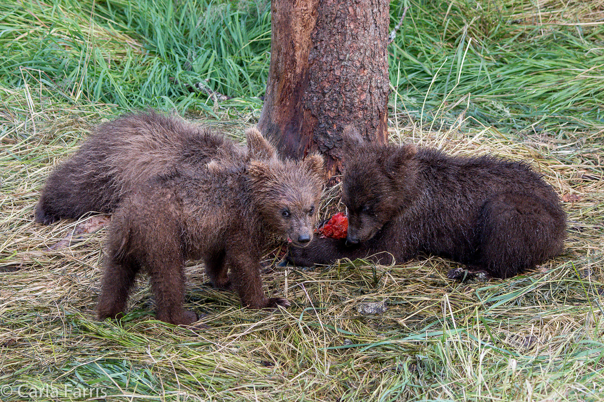 Grazer's (128) cubs